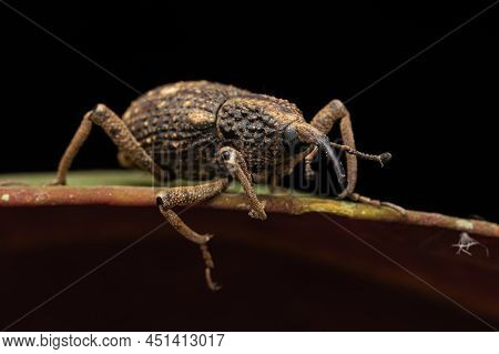 Macro Image A A Weevil On Green Leaf