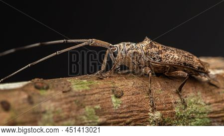 Macro Closeup Of Longhorn Beetle Sabah, Borneo