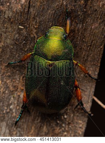 Nature Wildlife Macro Image Of Leaf Chafers Mimela Chrysoprasa On Deep Jungle