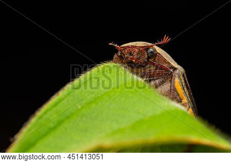 Nature Wildlife Macro Image Of Cockchafers ( Exopholis Hypoleuca) On Green Leaves