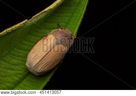 Nature Wildlife Macro Image Of Cockchafers ( Exopholis Hypoleuca) On Green Leaves