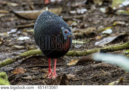 A Rare Big Bird Species Bulwer's Pheasant (rare Endemic) Found On Deep Jungle Forest At Sabah, Borne