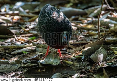 A Rare Big Bird Species Bulwer's Pheasant (rare Endemic) Found On Deep Jungle Forest At Sabah, Borne