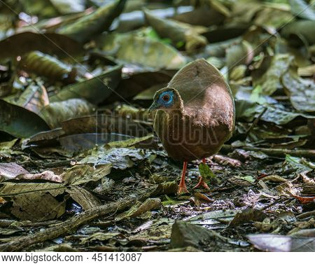A Rare Big Bird Species Bulwer's Pheasant (rare Endemic) Found On Deep Jungle Forest At Sabah, Borne