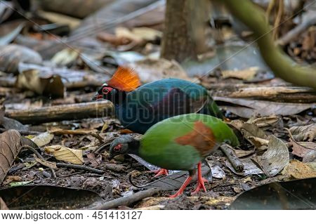 A Crested Partridge (rollulus Rouloul) Also Known As The Crested Wood Partridge, Roul-roul, Red-crow