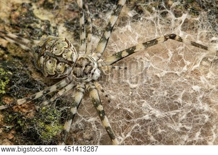Common Two-tailed Spider On The Tree Trunk Spider, Hersiliidae And Egg Sacs On Tree Bark Habitat.