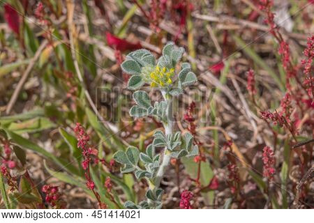 Coastal Medick Or Medicago Marina Growing And Blooming On A Dune In Spring In Spain