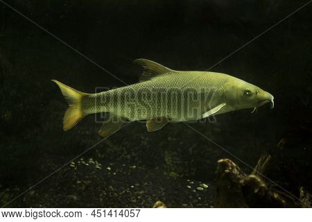 The European Barbel (barbus Barbus) In Aquarium.