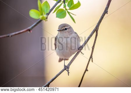 Common Chiffchaff, Lat. Phylloscopus Collybita, Sitting On Branch Of Bush In Spring And Looking For 