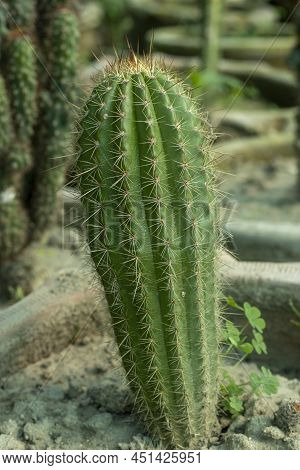 Echinopsis Spachiana Golden Torch Cactus Closeup  View