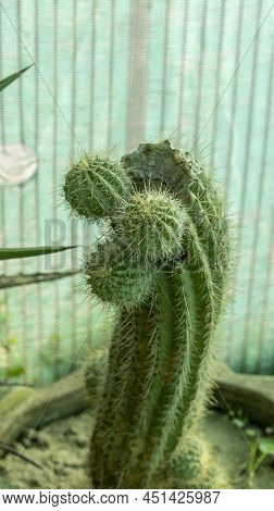 Golden Torch Cylindrical Cactus With Pups Or Branches