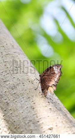 A Beautiful Brown Butterfly Sitting On The Tree In A Green Forest