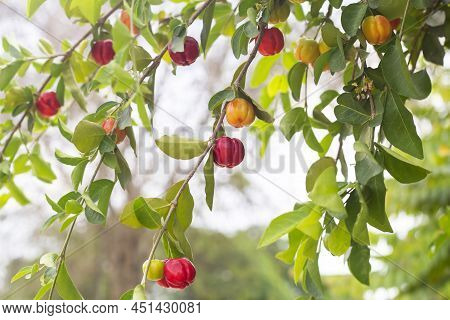 Fresh Multicolored Cherry On The Tree With Sunlight In The Garden On Blur Nature Background.