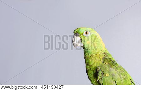 Closeup Of A Green Feather Parrot, A Green Psittacoidea In White Background, Closeup Of A Green Parr