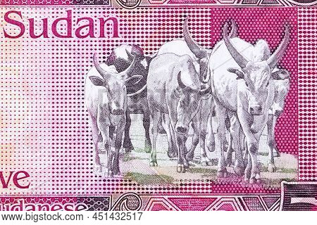 Sanga Cattle From South Sudanese Money -  Pound