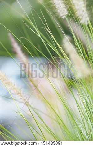 Imperata Cylindrica Beauv Flower In The Garden.