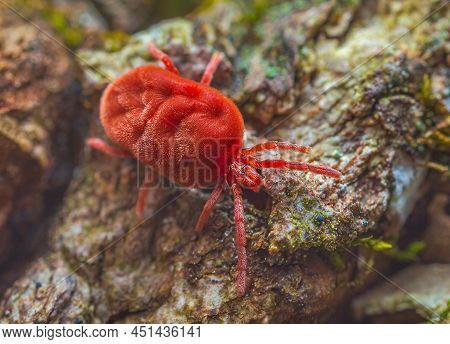 Velvet Mite - Trombidium Holosericeum Walking On A Tree