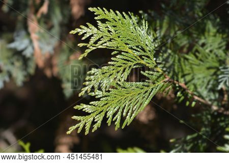 Western Red Cedar Branch In The Spring