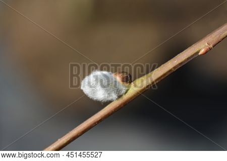 Kilmarnock Willow Branch With Flower Bud In The Spring