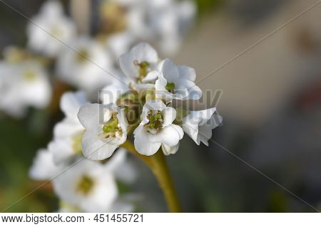 Bergenia Bressingham White Flowers In The Garden