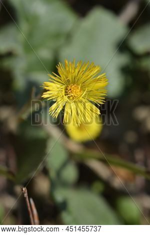 Coltsfoot Yellow Flower In The Spring Time