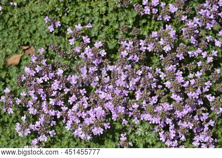 Wild Thyme Pink Flowers In The Garden