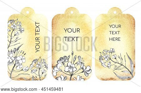 Labels For Rapeseed Oil, Watercolour Background, Hand Drawn Flowers Of Canola. Black And White Color