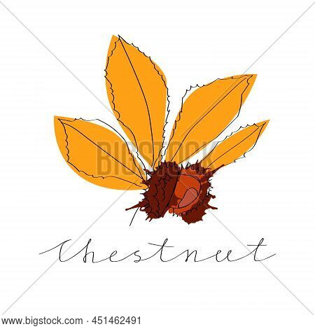 Vector Isolated Illustration With A Linear Dried Chestnut Nut In The Peel And With Yellow Autumn Lea