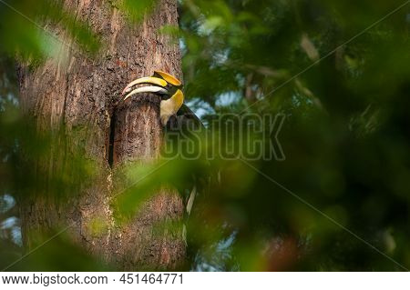 Male Great Hornbill Feeding Wild Rat To The Female And Her Chicks At The Nest Cavity In The Large Tr