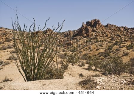 Ørken Ocotillo