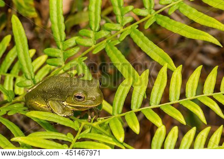 A Close Up Of A Barking Tree Frog In Florida - Hyla Gratiosa