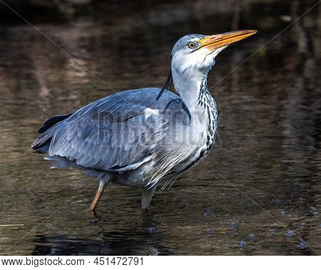 Grey Heron, Ardea Cinerea, A Massive Gray Bird Wading Through A Flat Lake Searching For Fish, With F