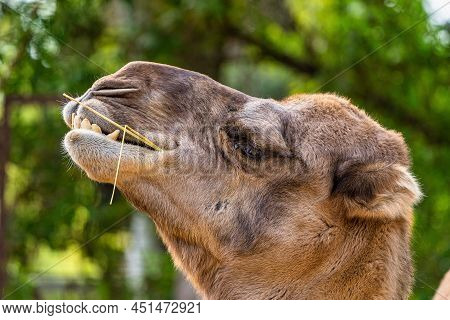 Dromedary, Camelus Dromedarius In Jerez De La Frontera, Andalusia In Spain