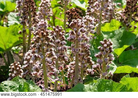 Purple Spring Flowers Bergenia In Cottage Garden. Violet Plants For Landscape Design. Picturesque Fl