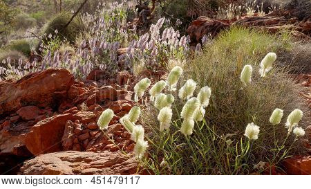 Pink And White Mulla Mulla Wildflowers Growing At Kings Canyon