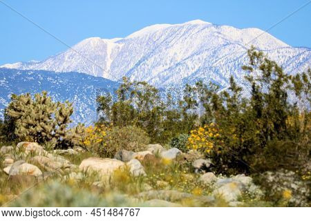 Chaparral Plants Including The Creosote Bush And Spring Wildflowers On A High Desert Plateau With Sn