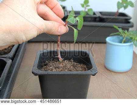 Propagation Of Plants By Cuttings. Balsam Walterra. Impatiens. Roots. Rooting. Seedlings.
