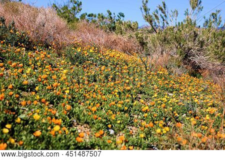 Lush Chaparral Plants Surrounded By Poppy Wildflowers During Spring On A Rural Hillside Taken At A C