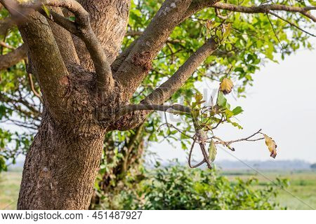 Barringtonia Acutangula Tree Trunk With Branches And Leaves Close Up Shot