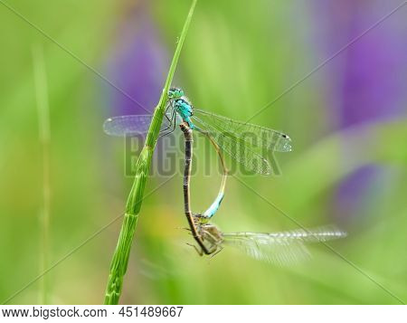 Blue-tailed Damselfly - Ischnura elegans or Agrion rubens or lamellata, is a damselfly, belonging to the family Coenagrionidae, present in most of Europe