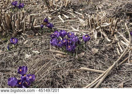 Crocuses Sourrounded By Dry Stems Of Perennials In A Flowerbed
