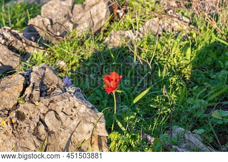 Blooming Red Anemone In The Evening Sun In The Forest On Mount Precipice In Nazareth, Northern Israe