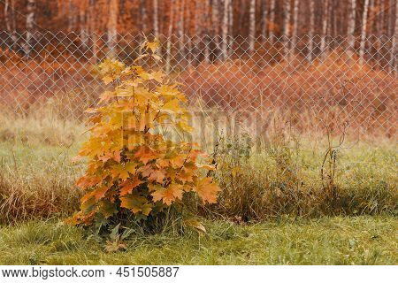 Beautiful Maple Tree In Rural. Tree With Autumn Leaves In Outdoors.