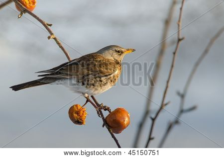 鸟 Fieldfare (turdus Pilaris)