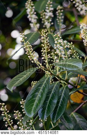 Cherry Laurel Bloming In Spring. Close Up.