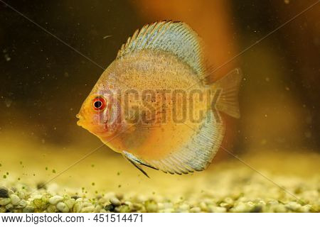 Portrait Of A Discus In The Aquarium, Discus Fish Belongs To The Cichlids.