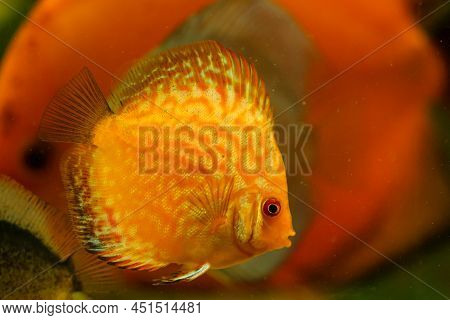 Portrait Of A Discus In The Aquarium, Discus Fish Belongs To The Cichlids.