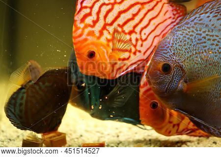 Portrait Of A Discus In The Aquarium, Discus Fish Belongs To The Cichlids.