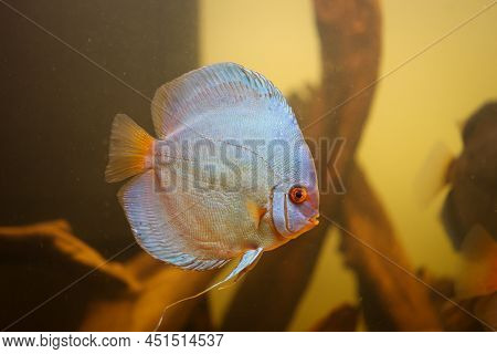 Portrait Of A Discus In The Aquarium, Discus Fish Belongs To The Cichlids.