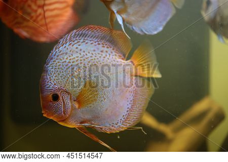 Portrait Of A Discus In The Aquarium, Discus Fish Belongs To The Cichlids.